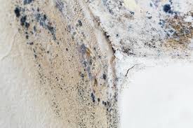 Best Forensic Mold Investigation in USA